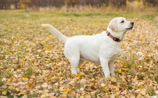 Labrador Puppy Collar Size Guide – What Size Puppy Collar Do I Need?