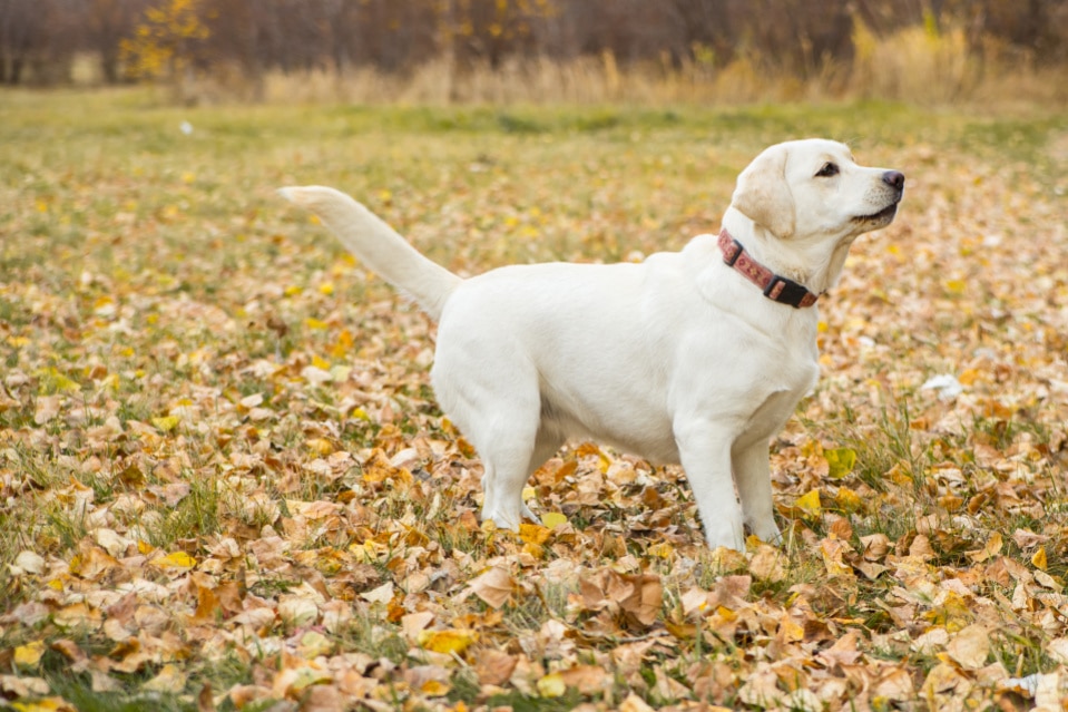 Labrador Puppy neckband Sizes