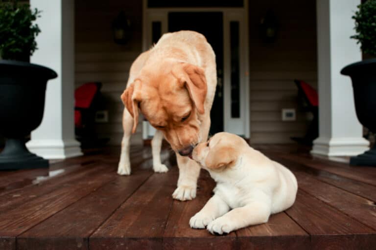 When Do Labs Stop Growing & Weight Gaining Growth Chart