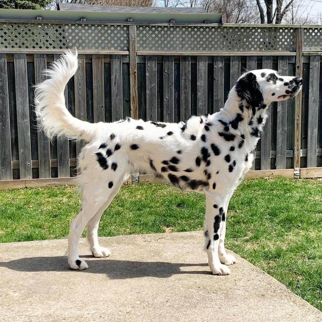 LC Dalmatian Dog Standing Outdoor