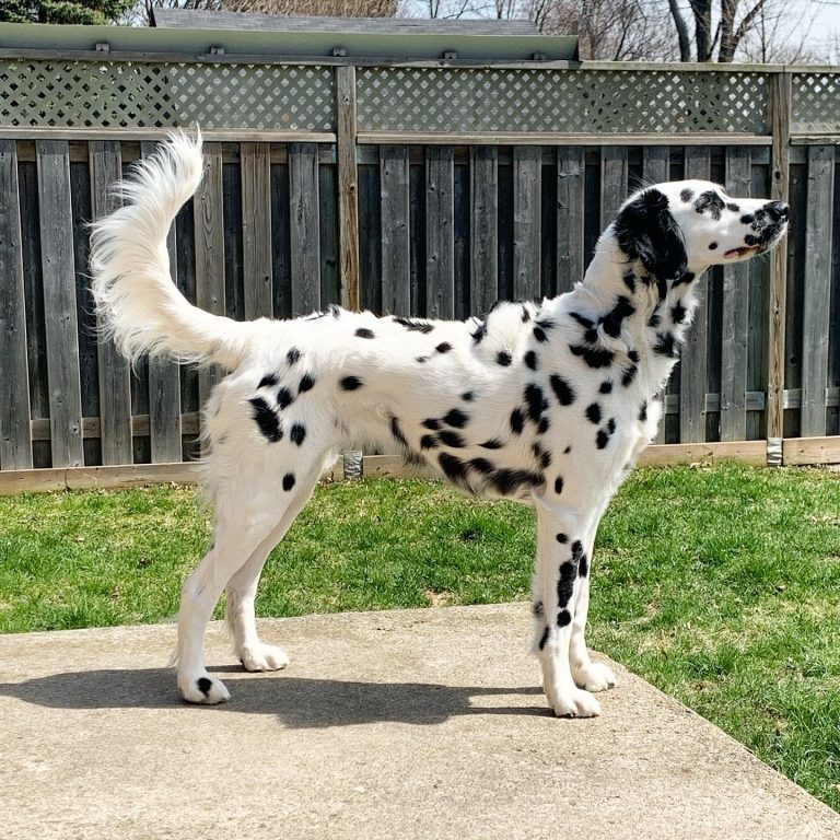 Long Haired Dalmatian Facts Puppy Price And Guide Puplore