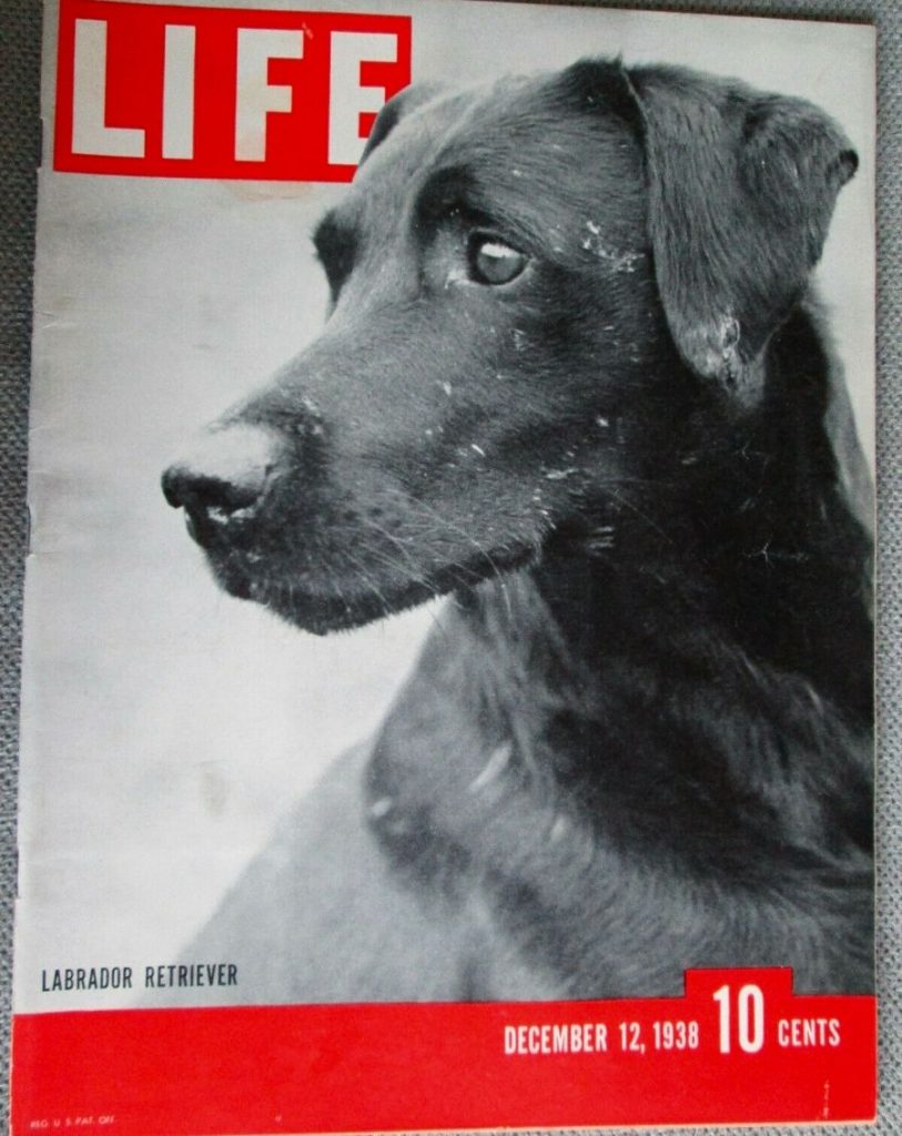 LIFE Magazine Labrador Retriever Cover - Dec 12 1938 Issue