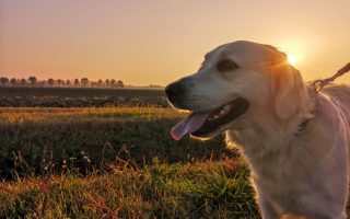 How Big Can a Labrador Retriever Get – Facts and Traits