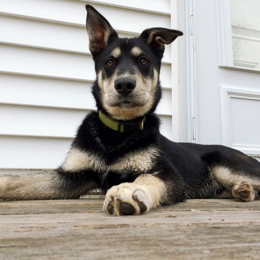 Labrador Husky Mix Dog Resting on Floor