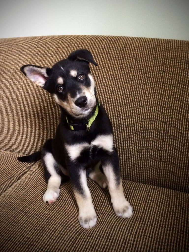 Brown and Black Lab Husky Mix Puppy Sitting on Chair