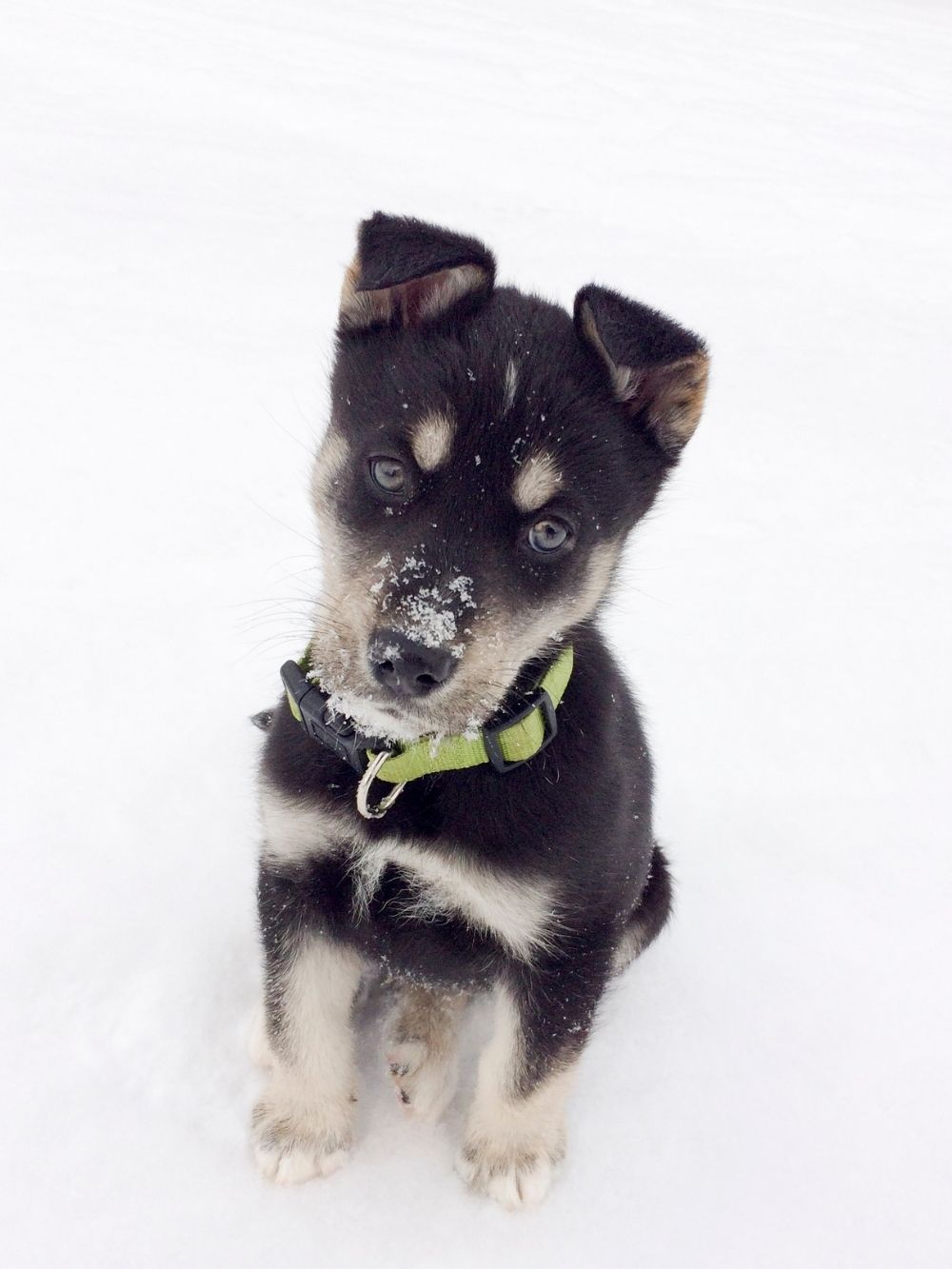 Lab and Husky Mix Puppy Sitting on Snow