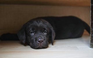 Hazards in the Home for Your Lab Puppy and How to Deal With Them [A Guide to Puppy-Proofing Your Home]