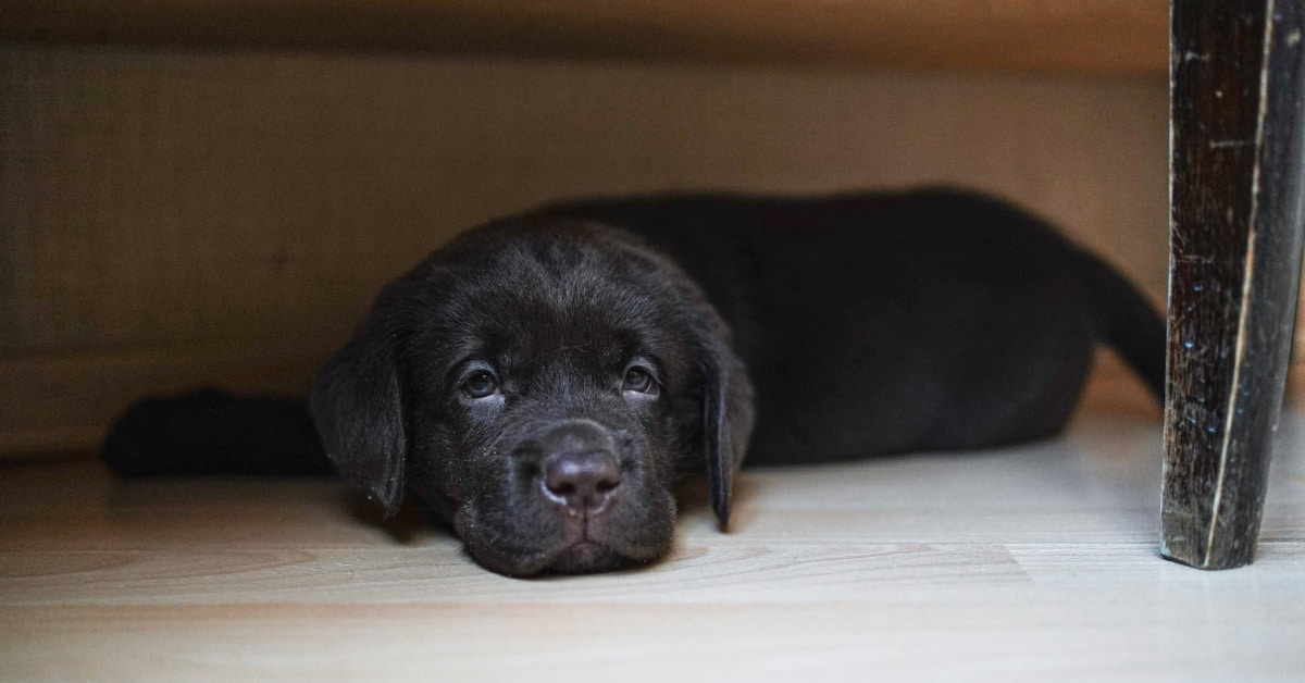 Labrador Retriever puppy-proofing your home