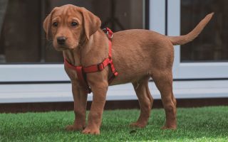 What Size Harness for Lab Puppy?