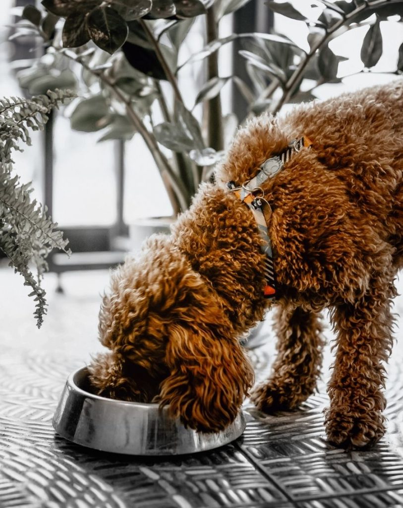 Labradoodle Dog Eating