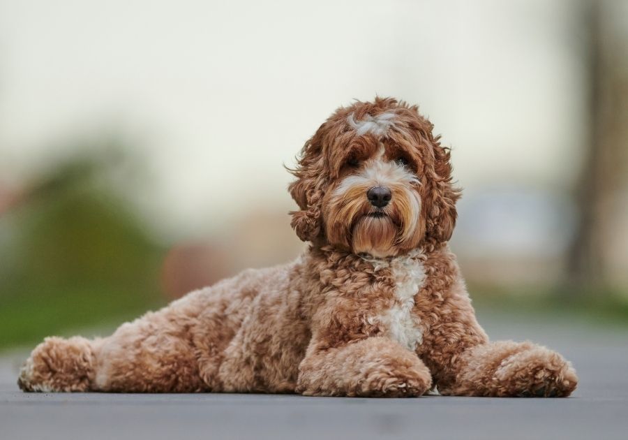 Labradoodle Pup Laying on Road