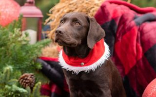 Labrador – Treats Your Should Never Share on Christmas