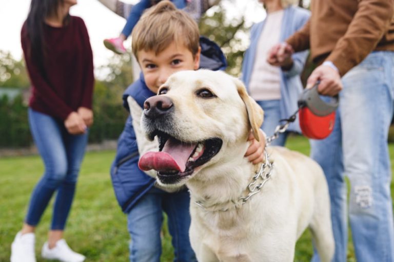 Labrador Retriever Life Span How Long Does A Black Lab Live?