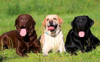 Labrador Colors: Which Color Of Labrador Is Best?