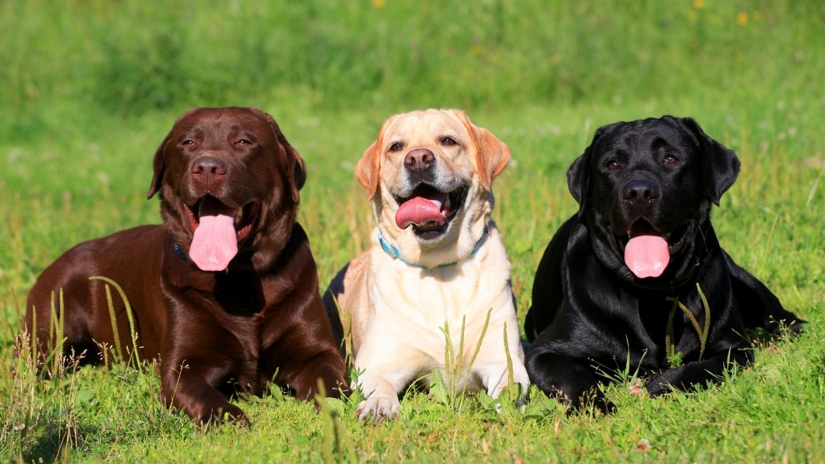Labrador Colors - Which Color Of Labrador Retriever Is Best