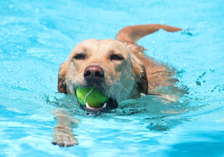 Labrador Dog Swimming in Pool