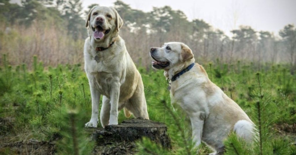 When Do Labs Stop Growing Labrador Growth Stages 