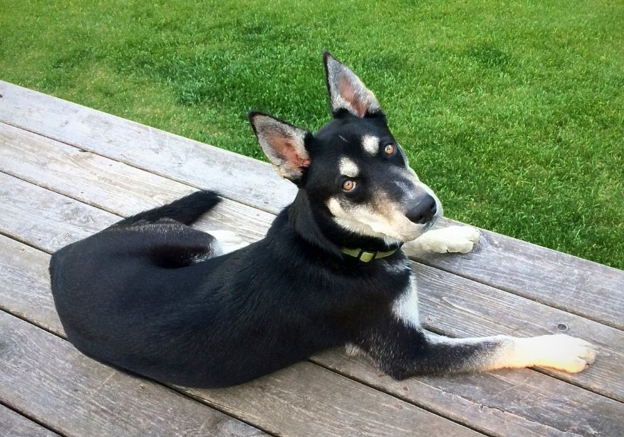 Labrador Husky Dog Resting on Wood Looking Up