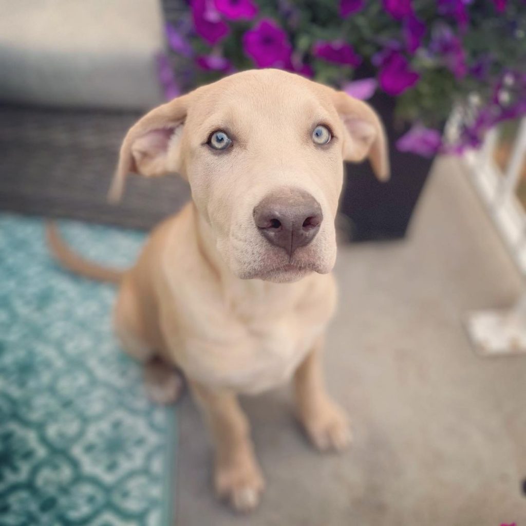 Labrador Husky Mix Pup Waiting for Treat