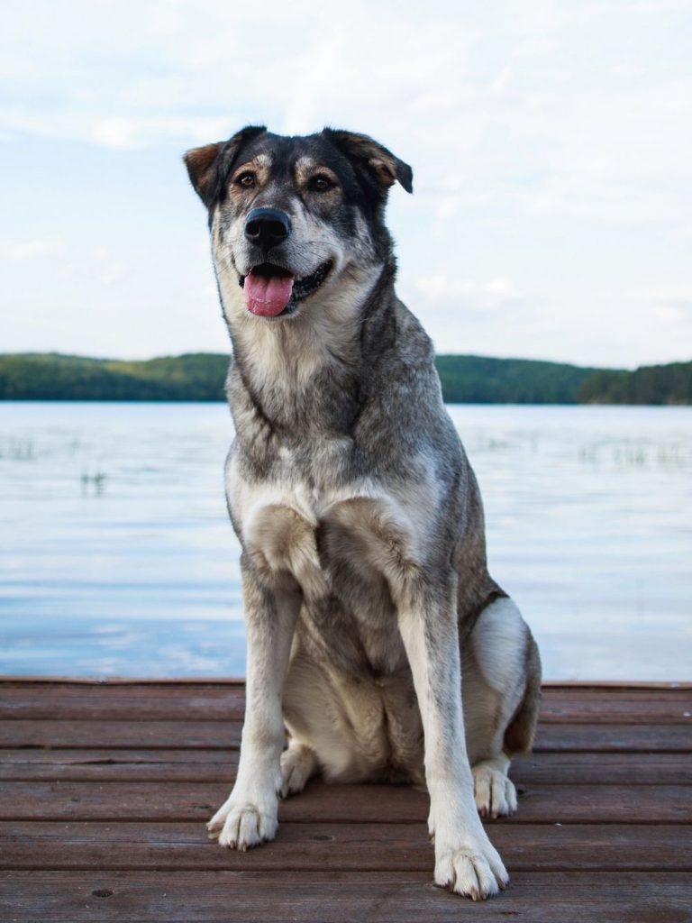 Labrador Husky Mix Sitting Beside Lake