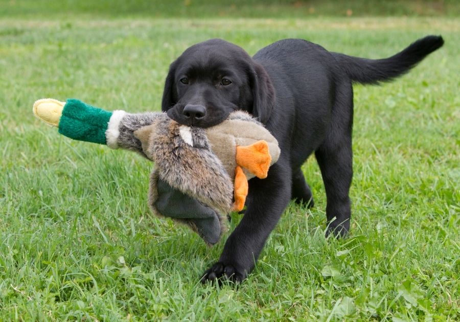 Labrador Puppy Playing with Toy