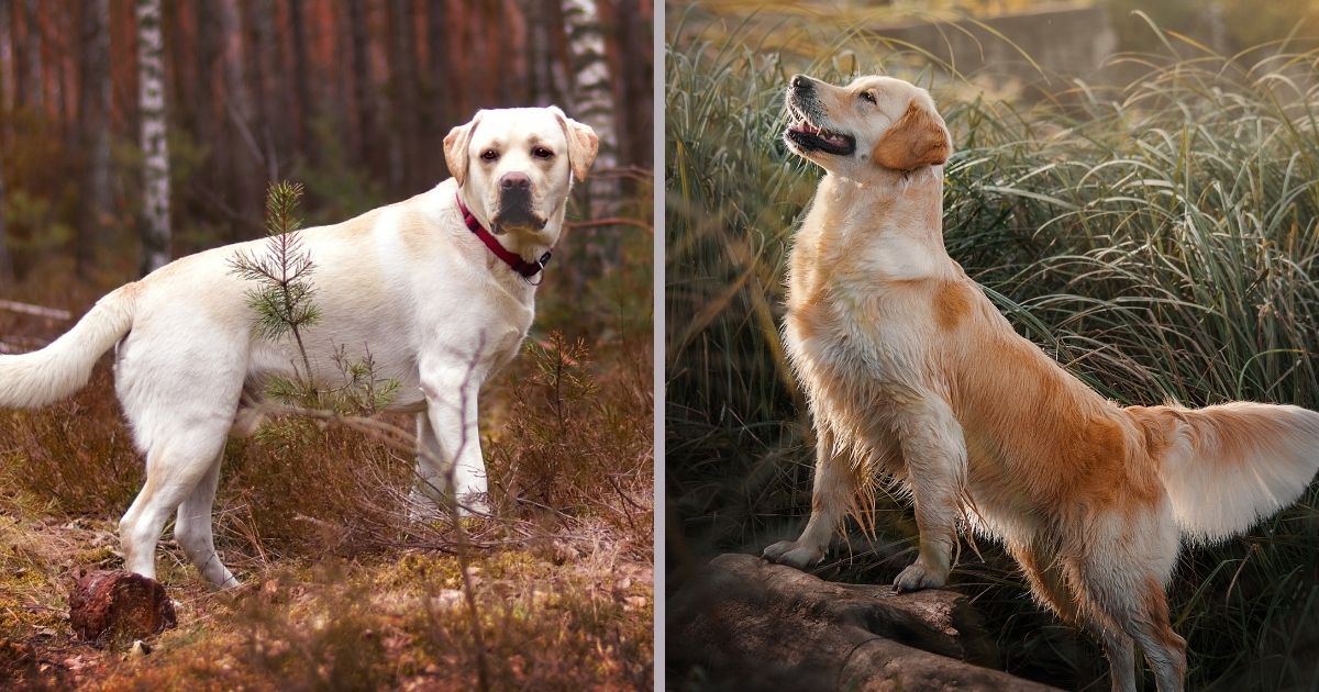 Labrador Retriever Vs Golden Retriever Difference & Features