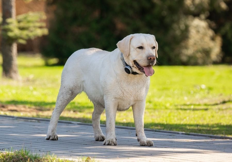 Obese Labrador Retriever in a Dog Park