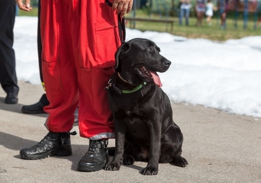 Labrador Search and Rescue Dog