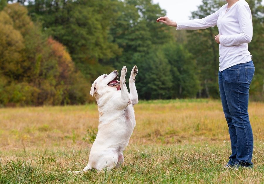 Labrador Training Outdoors