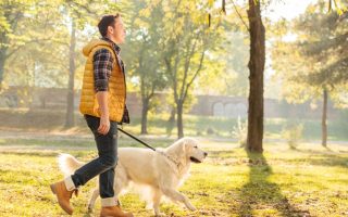 Labrador Walking Problems: The Causes and How to Treat Them