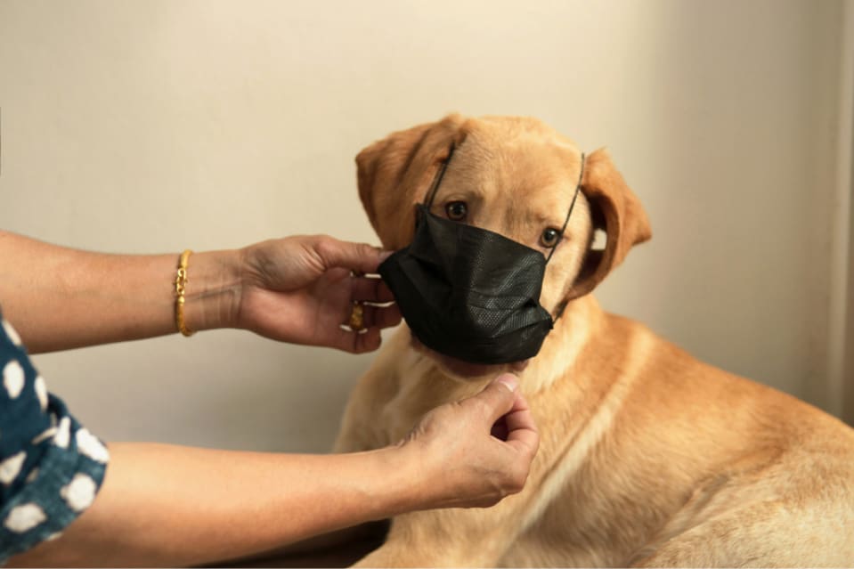 Labrador Allergies 4 Critical Steps to Diagnose Your Lab Puplore