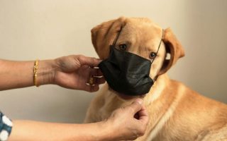 Labrador Allergies: 4 Critical Steps to Diagnose Your Lab