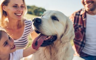 Foolproof Tips to Train Your Labrador to Be a Family Dog