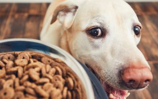 Labrador Diet and Nutrition: The Basics Guide