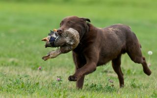 7 Effective Tips on How to Train Your Gun-Shy Labrador