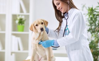 Labrador Health Care : Basic Introductions