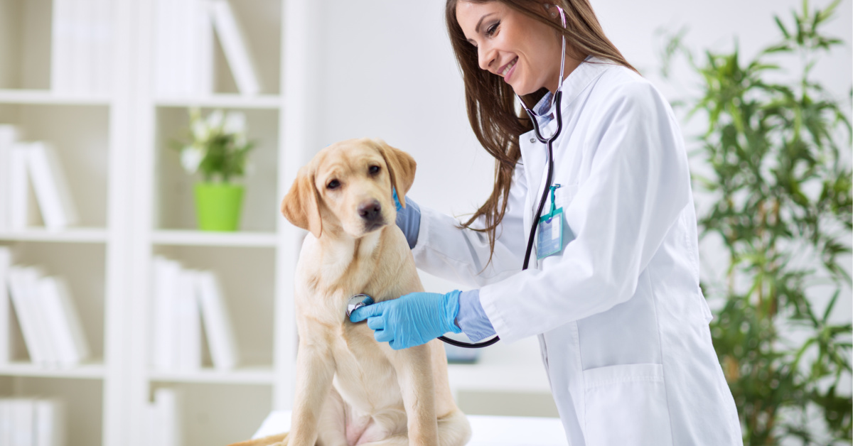 how to take care of labrador health