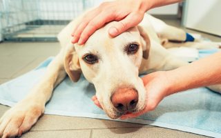 4 Common Labrador Health Problems and How You Can Prevent Them