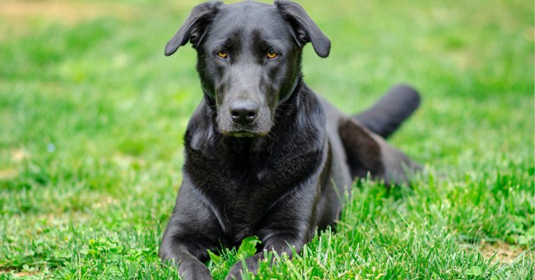 labrador-puppy-diarrhea-what-you-need-to-know-puplore