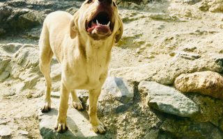 Puppy Growling and Biting : A Quick Guide to Labrador Retriever