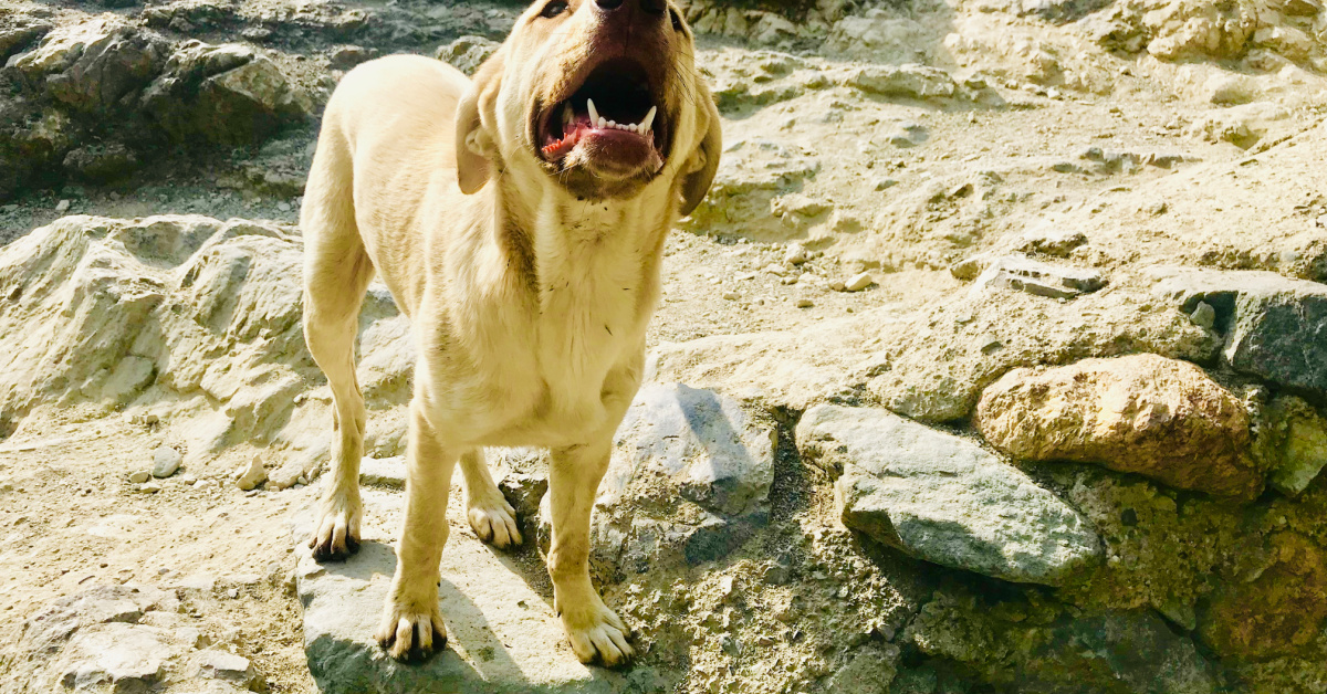 aggressive Labrador Retriever biting and growling
