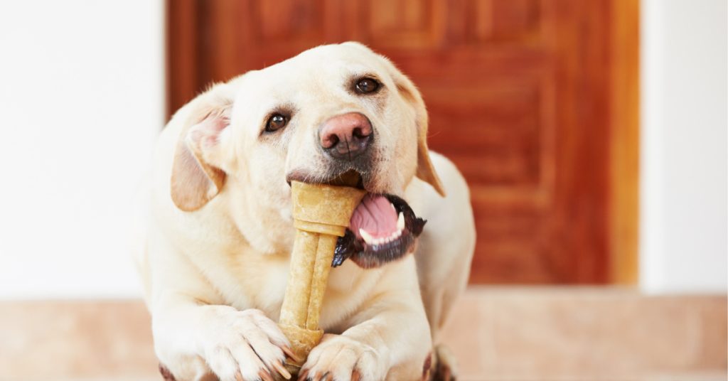 Labrador Puppy Teething Beginners Caring Guide Puplore