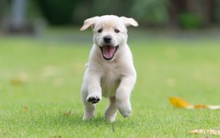 Labrador Puppy Training at Various Ages and Stages