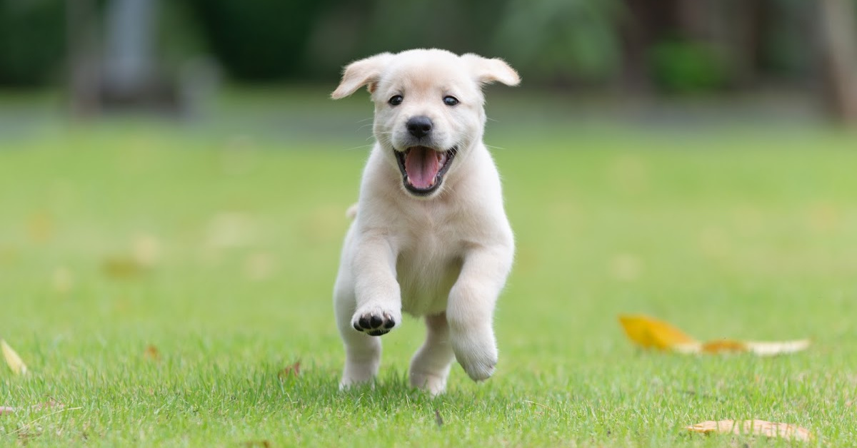 how to potty train a Labrador retriever puppy