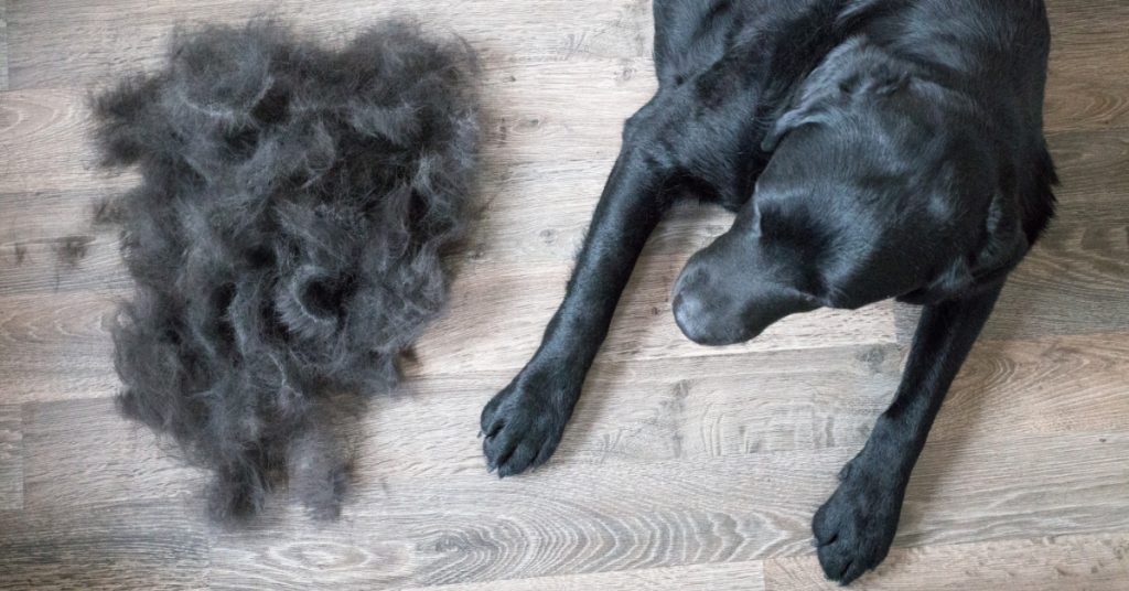 Labrador Shedding Your Guide to the Molting Season Puplore