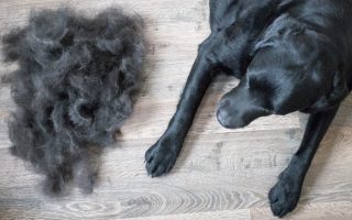 Labrador Shedding: Your Guide to the Molting Season