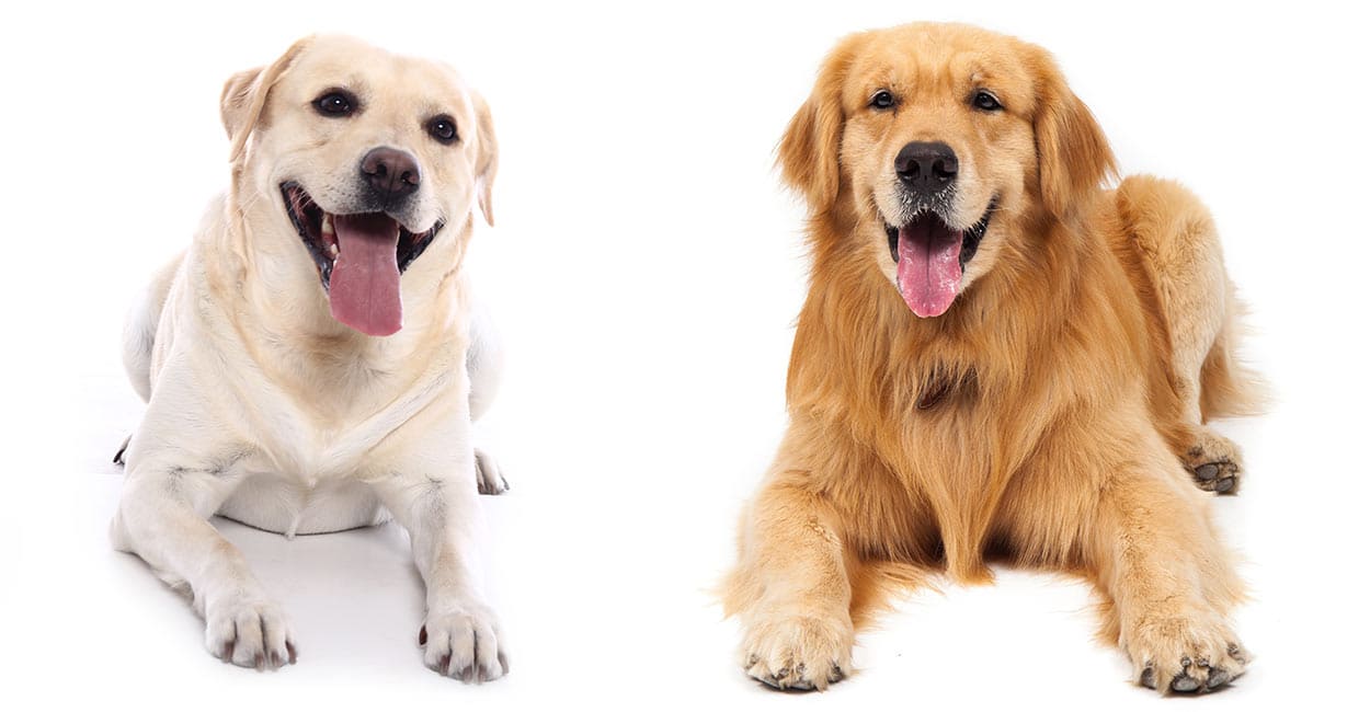 Labrador vs golden retriever