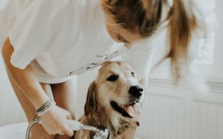 Bathing Your Labrador in the Right Way – Ultimate Guide