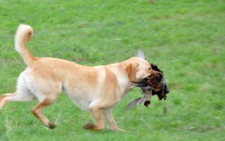 How to Train Labrador Properly To Hunt Pheasants