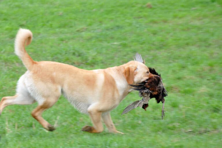 How to Train Labrador Properly For Hunt Pheasants Puplore